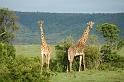 Two Giraffes behind our camp